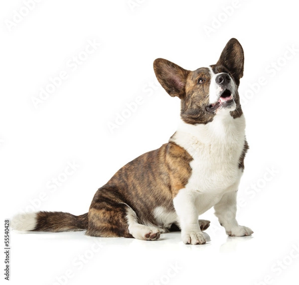 Obraz Welsh Corgi Cardigan