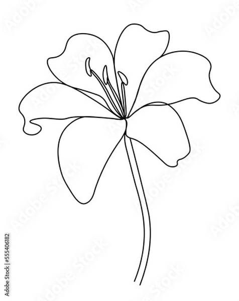 Fototapeta illustration of a flower. Line art flower. Lily flower line continuous . Minimalist art. One line drawing