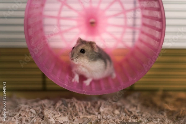 Obraz hamster on a pink wheel