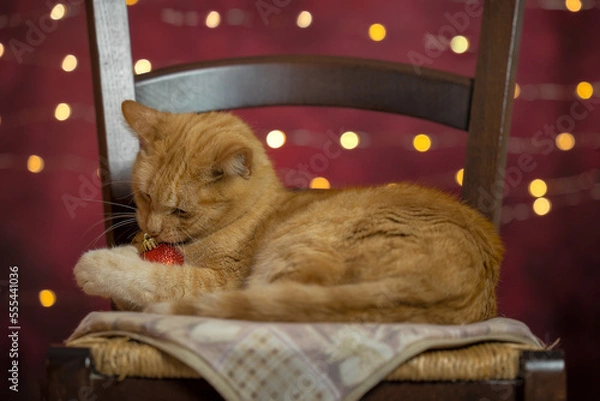 Fototapeta a cat on a chair is playing with a christmas decoration
