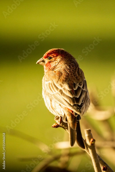 Obraz House finch closeup while perched on branches