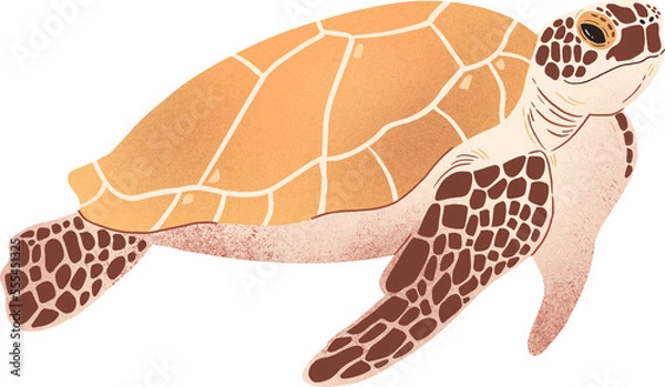 Obraz sea turtle transparent background 