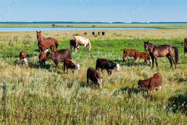Fototapeta cows grazing in the meadow