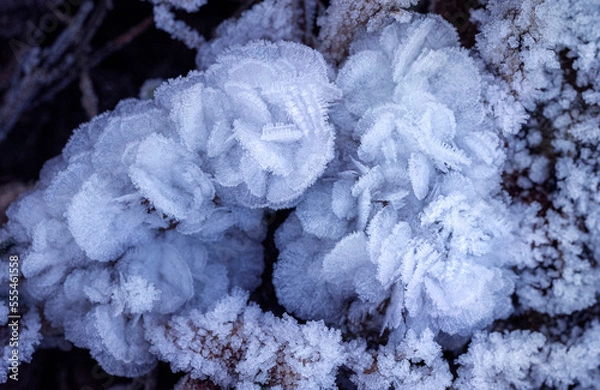 Fototapeta Ice formations on branches caused by first frost in December