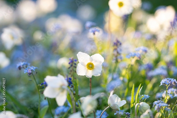 Fototapeta Close up of white and blue flowers in the garden. Finland