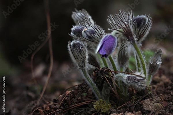 Fototapeta Purple Eastern pasqueflower (Pulsatilla patens) blooming in spring in Lithuania forest