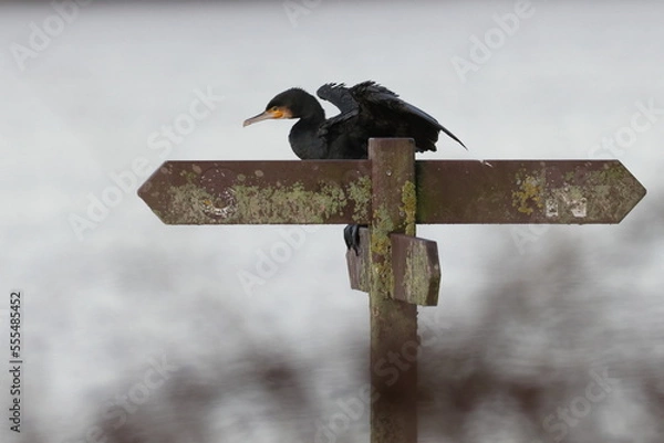 Obraz cormorant on a sign post
