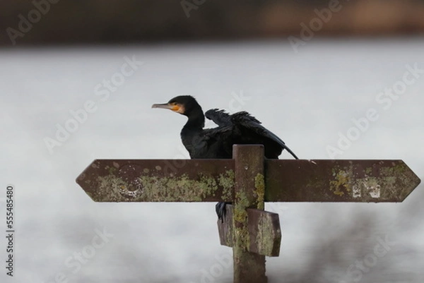 Obraz cormorant on a sign post flapping wings