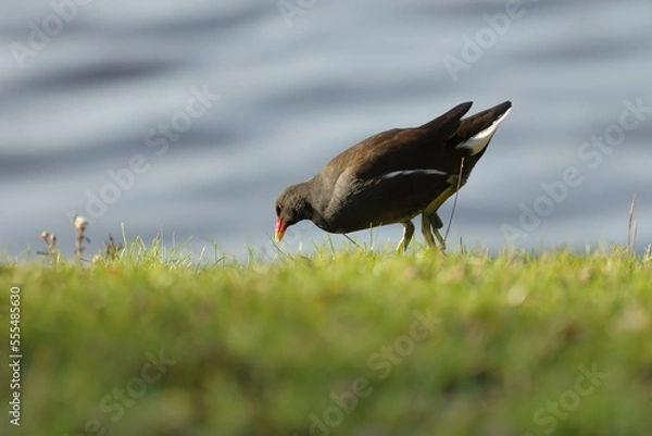 Obraz moorhen on the grass