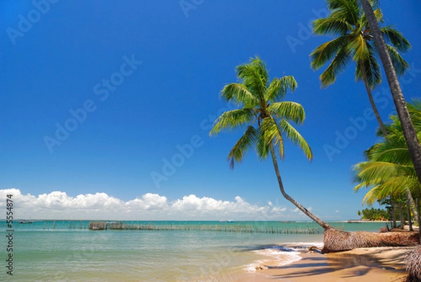 Obraz cocotier coude