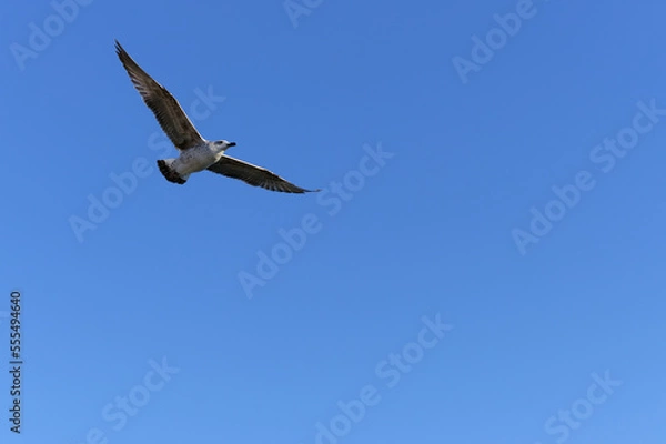 Fototapeta seagull in flight