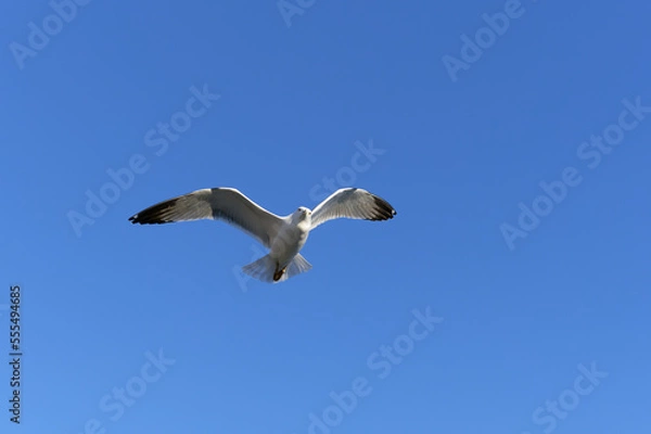 Obraz seagull in flight