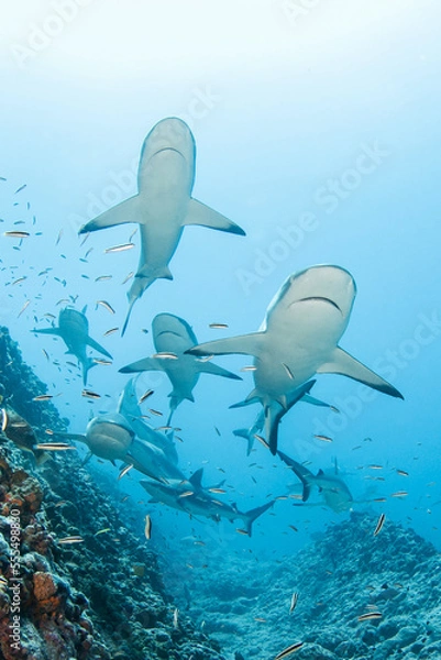 Fototapeta Grey reef shark