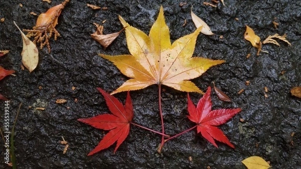 Obraz 雨に濡れた赤と黄色のもみじ