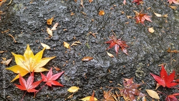 Obraz 雨に濡れた赤と黄色のもみじ