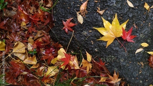 Obraz 雨に濡れた赤と黄色のもみじ