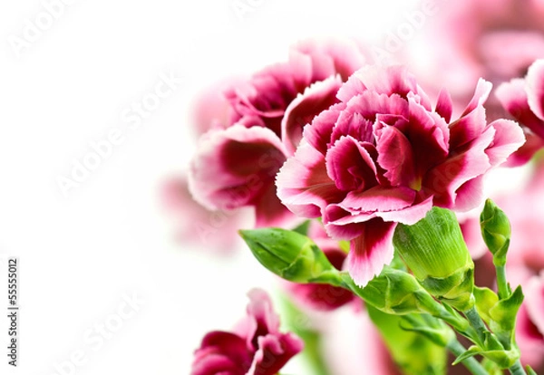 Obraz Piękne goździki na białym tle