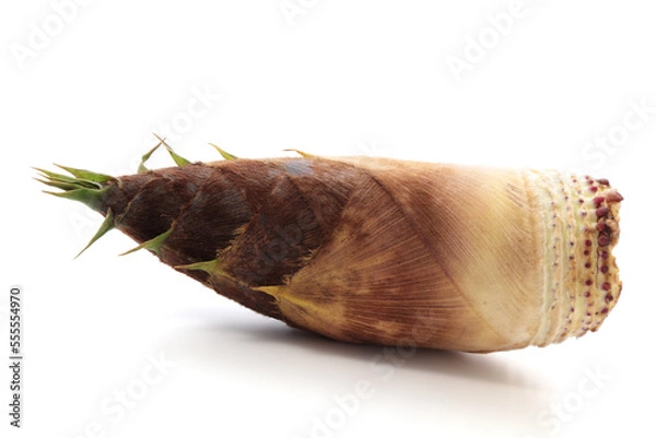 Obraz 白背景の竹の子