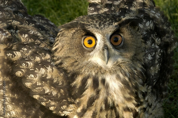 Obraz owl sitting in the grass 