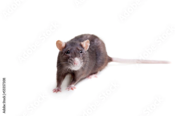Fototapeta Rat, 3 year old, isolated on the white background