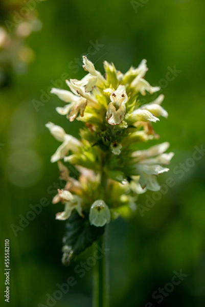 Fototapeta Betonica alopecuros flower growing in mountains