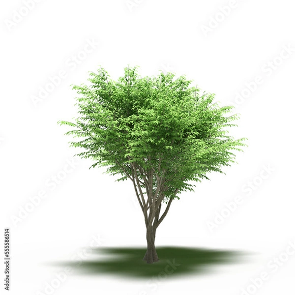 Fototapeta large tree with a shadow under it, isolated on a transparent background, 3D illustration, cg render
