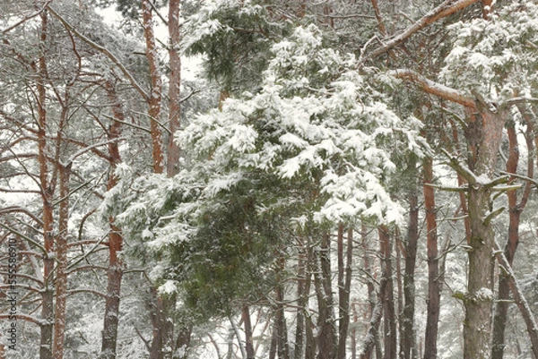 Obraz snow covered pine tree