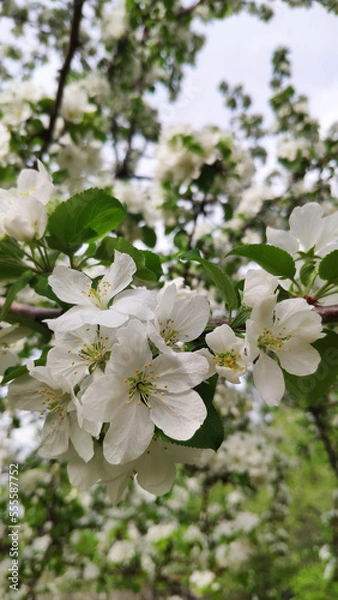 Fototapeta Apple tree flowers.Spring. Spring mood.
