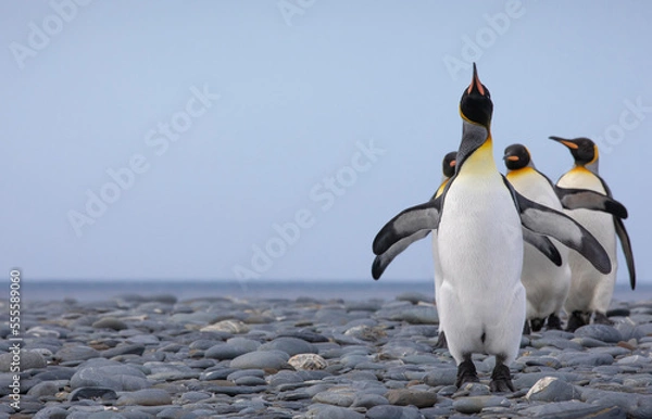Obraz A group of king penguins walking on the beach of Salisbury Plains. South Georgia, Antarctica.