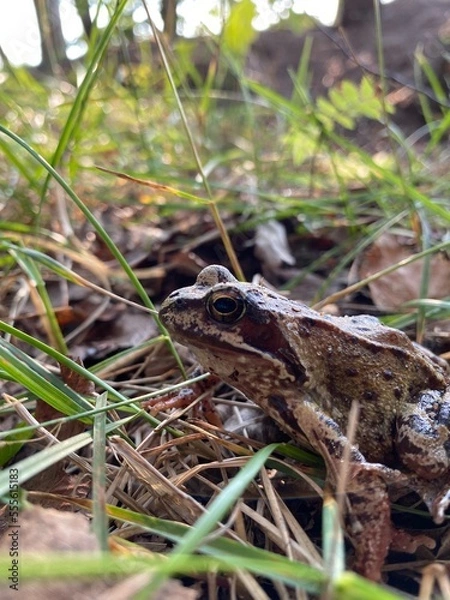 Fototapeta frog in the grass