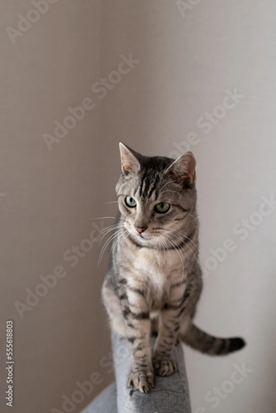 Fototapeta 可愛い猫　サバトラ猫