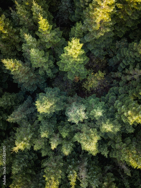 Fototapeta Green forest aerial