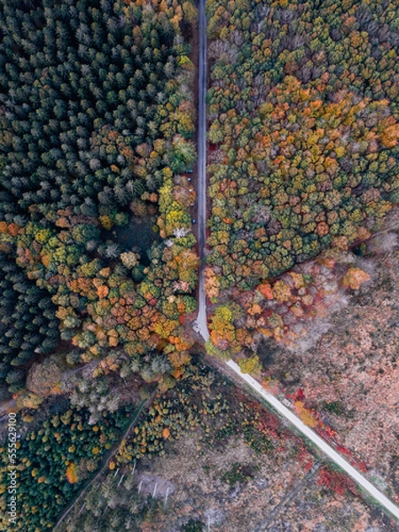 Obraz Road with a curve through the forest