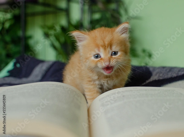 Fototapeta Red kitten is reading a book.