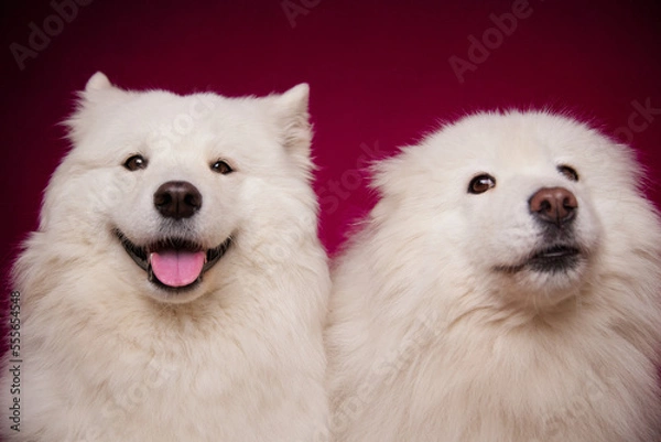 Fototapeta Two funny dogs with their tongues hanging out on a burgundy background. A dog with a suspicious face. Funny memes. Cute Samoyed dogs.
