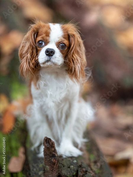 Obraz Cavalier puppy
