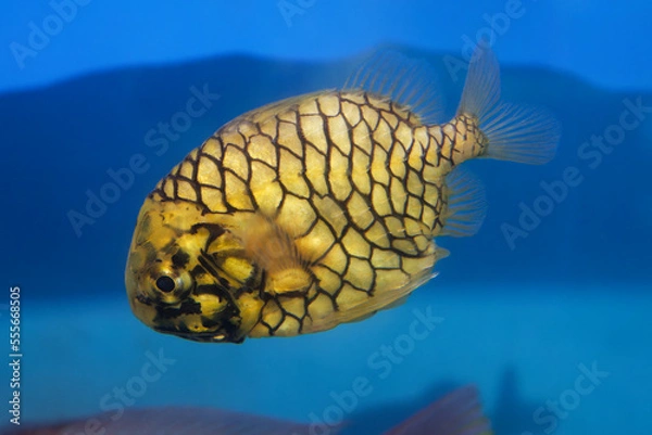 Obraz マツカサウオ