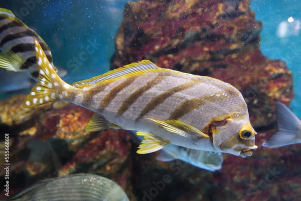 Obraz しましまのサカナ