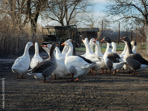 Fototapeta a flock of geese stand by the river on the frozen ground. a flock of geese in winter on a natural background.