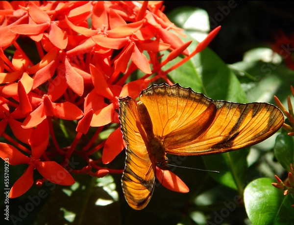 Obraz Butterfly and flower