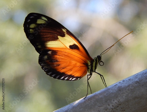 Obraz Butterfly Close up