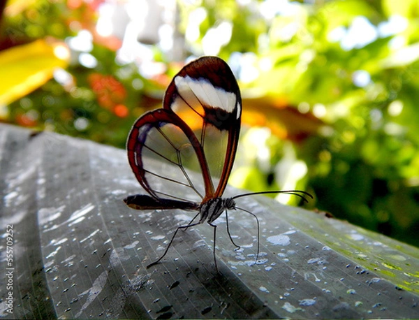 Obraz Butterfly Close up