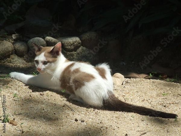 Obraz Sunbathing Thai Cat Kitten On Sand