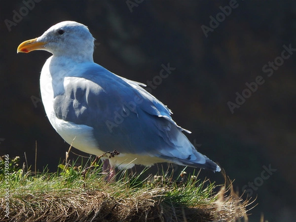 Obraz Western Sea Gull Sunbath Bird