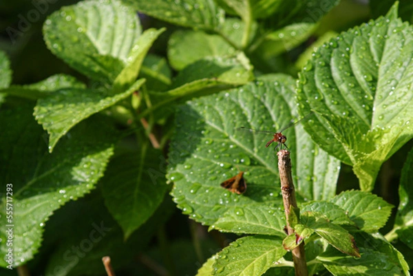 Obraz rain drops on leaf with dragonfly and moth