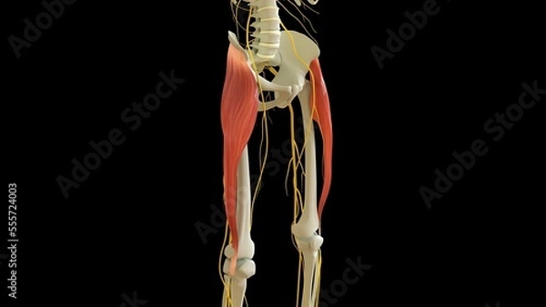 Obraz Tensor Fasciae Latae Muscle anatomy for medical concept 3D rendering