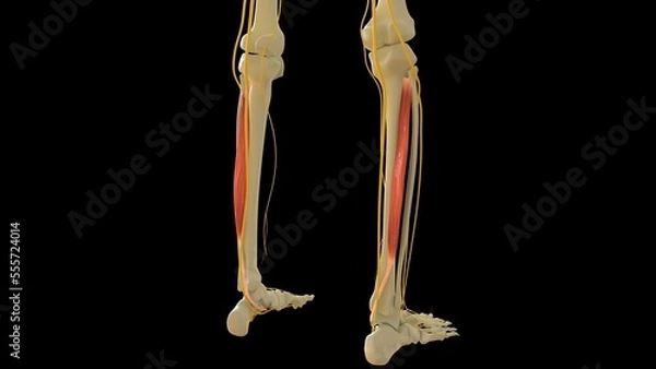 Obraz Tibialis Posterior Muscle anatomy for medical concept 3D rendering