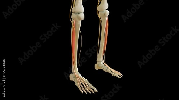 Fototapeta Extensor Digitorum Longus Muscle anatomy for medical concept 3D rendering