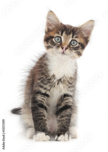 Fototapeta Kitten on a white background