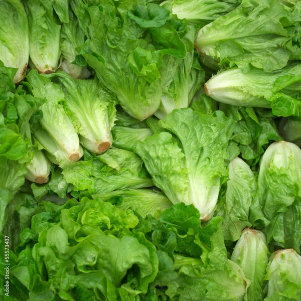Obraz butterhead lettuce